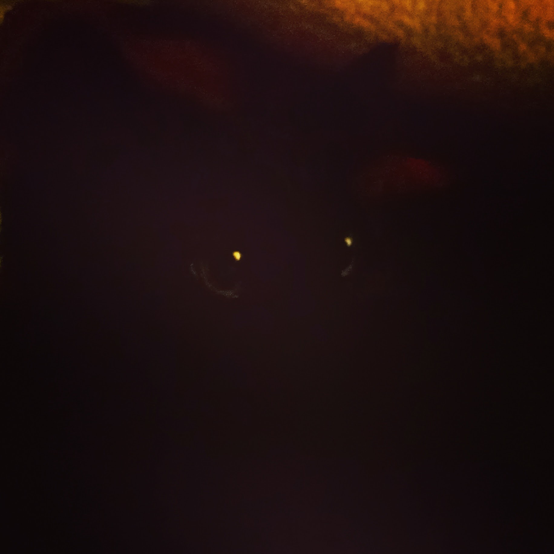 A photo in extremely low lighting captures only a cat's eyes with two bright reflective points.