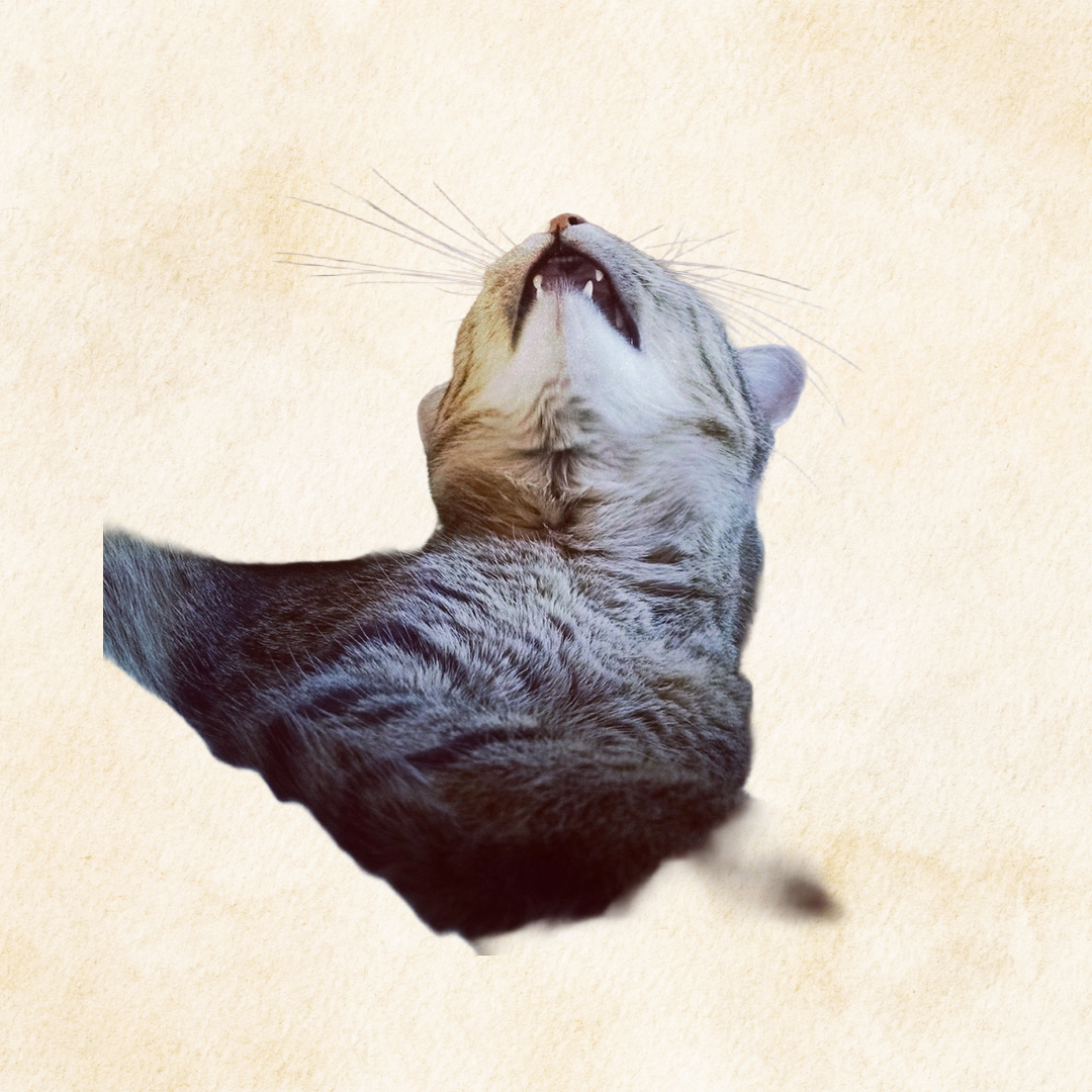a cat leans her head back with a slightly open mouth like she's about to yawn or sneeze.